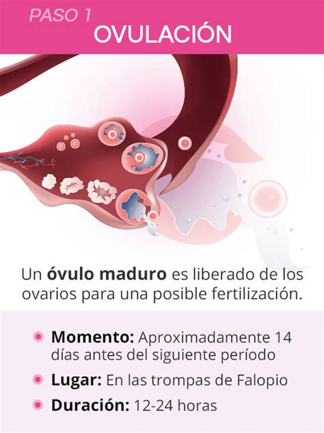 Cómo Funciona La Concepción Ovulación Fertilización E Implantación