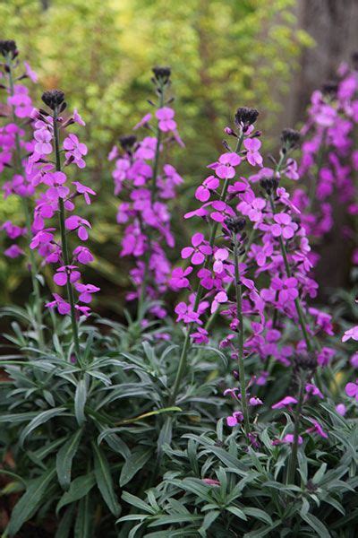 For instance, many of these colors bear huge symbolism and meanings. The 25+ best Purple perennials ideas on Pinterest ...