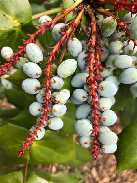 Mahonia Japonica Trees And Shrubs Online