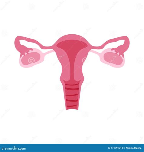 Female Reproductive Organs Or System Color Flat Illustration For Anatomy Poster Gynecology