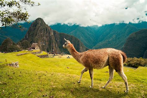 60 Machu Picchu Facts That Will Make You Want To Visit