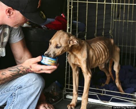 Detroits Stray Dog Problem Fought By Rescue Groups As Abandoned