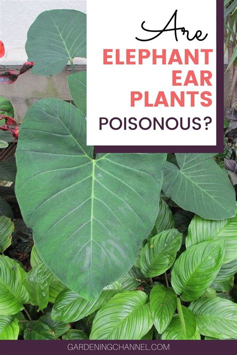 Are Elephant Ear Plants Poisonous Gardening Channel Elephant Ear