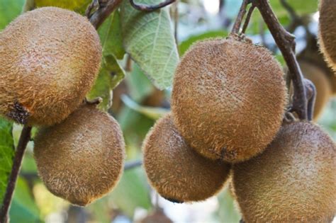 Kiwi Fruits Growing On The Branch On Autumn Emerging Europe