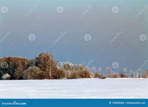Winter Forest Meadow In Snow Blue Sky Stock Photo Image Of Snow