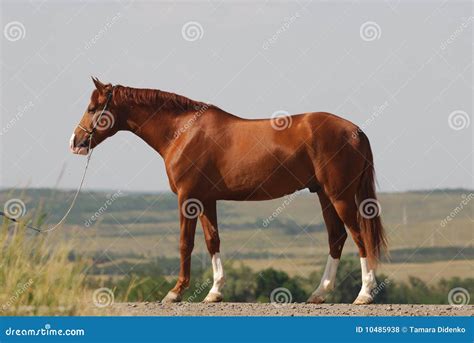 Beautiful Chestnut Gelding Standing Stock Photo Image Of Equine