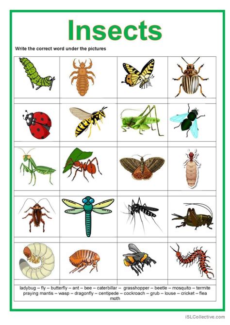 Picture Dictionary Insects Piction English Esl Worksheets Pdf And Doc
