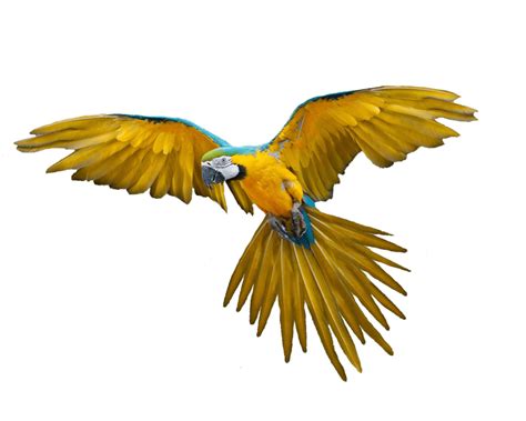 Landing Parrot Transparent Png Stickpng