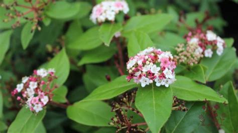 My Top 12 Fast Growing Evergreen Shrubs For Shade Uk