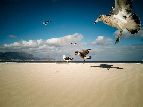 Seagulls Flying Over Beach Africa Cape Town Table Mountain In