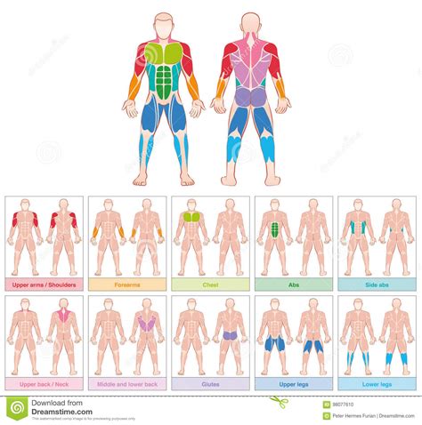 Muscle Chart With Most Important Muscles Of The Human Body Colored