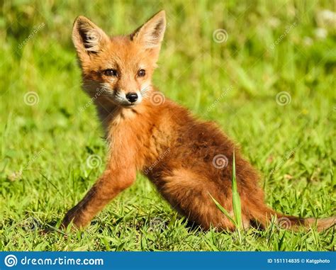 Baby Red Fox Stock Photos Download 3088 Royalty Free Photos