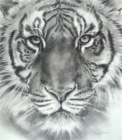 Tiger Face Drawing Pencil Bestpencildrawing