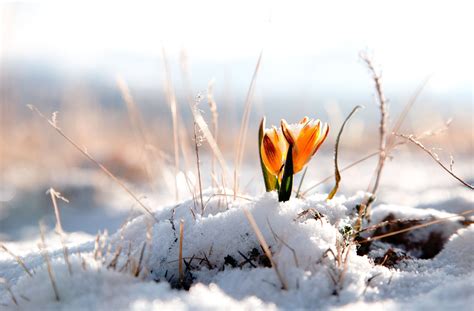 Flowers On Melted Snow Wallpapers And Images Wallpapers