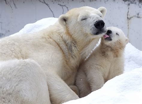 Polar Bear Cubs Are The Cutest Baby Animals On Earth