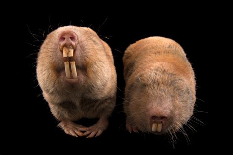 ANI012-00363 - Joel Sartore
