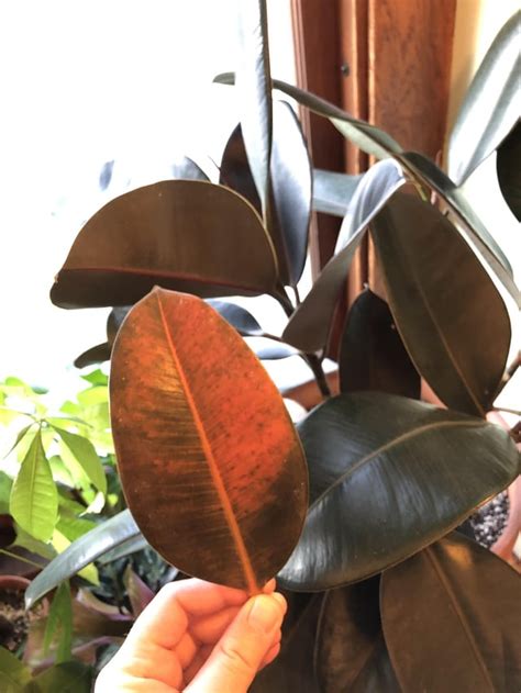Rubber Tree Leaves Have Been Turning Red And Falling Off Like Crazy Is