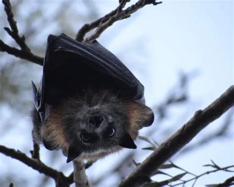 Grey Headed Flying Fox Facts Diet Habitat And Pictures On Animaliabio