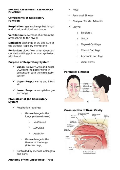 Respiratory Lecture Notes Nursing Assessment Respiratory Function