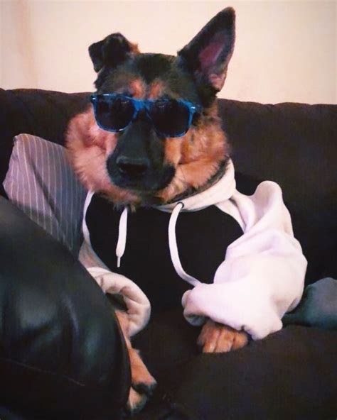 Respect The Drip Karen Taxithedog Swag Dog Gsd