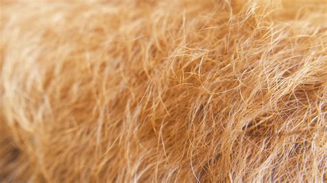 Dog Fur Free Stock Photo Public Domain Pictures