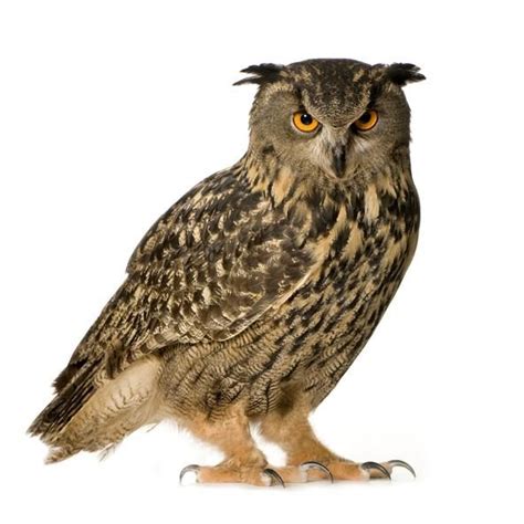 BÚho Real Características Hábitat Y Alimentación Owl Búho Real Buhos