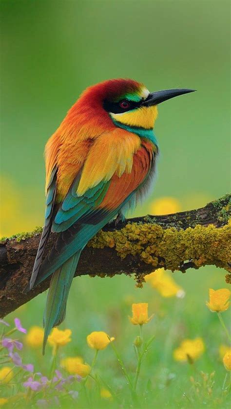 Tropical Birds Exotic Birds Colorful Birds Small Birds Beautiful