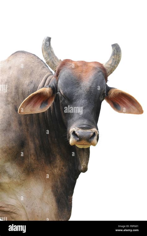 Brahman Cattle Head Hi Res Stock Photography And Images Alamy