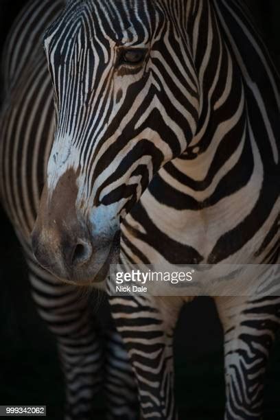 Zebra Legs Photos And Premium High Res Pictures Getty Images