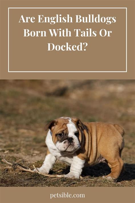 Are English Bulldogs Born With Tails Or Docked In 2022 English
