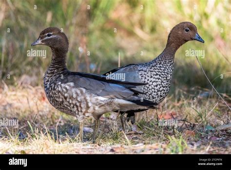 Harmony In Plumage Male And Female Australian Wood Duck Maned Duck Or