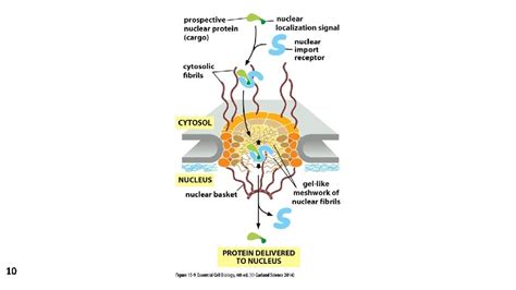 Intracellular Trafficking How Proteins Know Where To Go