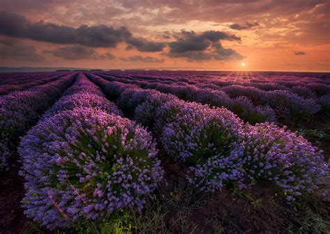 Lavender Field At Sunset By Krasi St Matarov