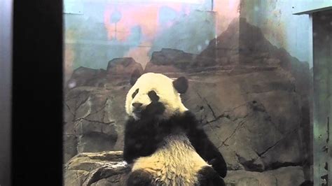 All About Bao Bao The Giant Panda Cub Youtube