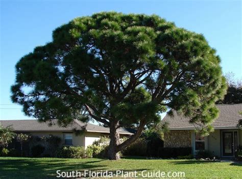 Slash Pine Tree
