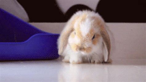 Fluffy Bunny 