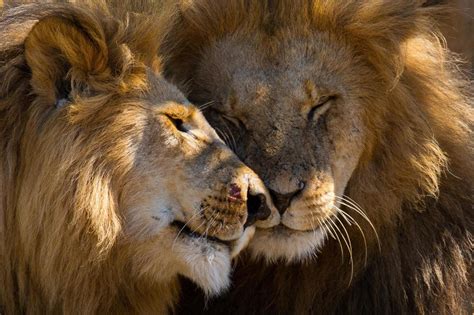 World Lion Day: 12 stunning images of lions in the wild | London 