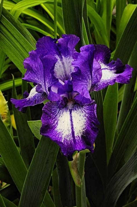 Purple Iris Beautiful Flowers Iris Garden Iris Flowers