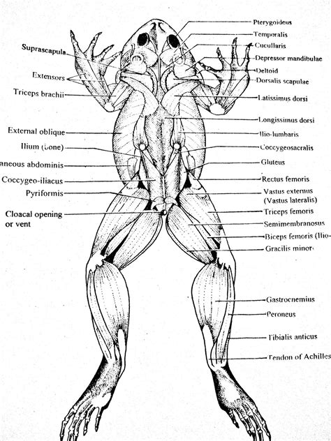 Frog External Anatomy Labeled