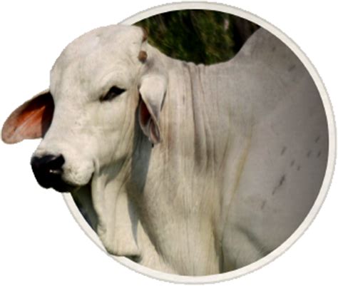 Brahman cattle are a preferred choice for cattle ranchers in the us gulf coast, southern u.s., and in countries all around the world with warm climates. Brahman Cattle Png & Free Brahman Cattle.png Transparent ...