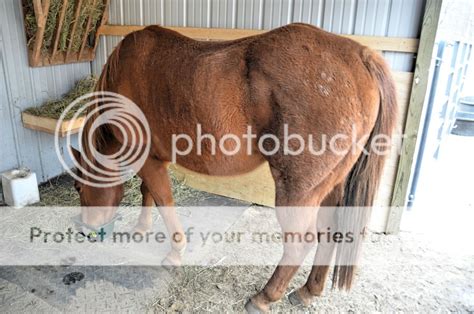 Condition Change And Chronic Diarrhea The Horse Forum