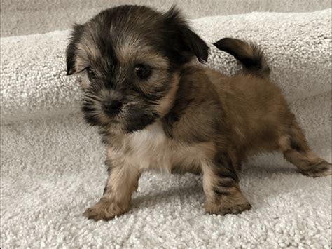 Maltese Puppies For Sale Orlando Fl 385181 Petzlover