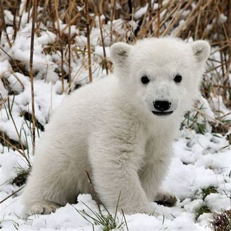 Fotos De Osos Polares Bebes Un Mundo En Paz Osos Polares Peligro De