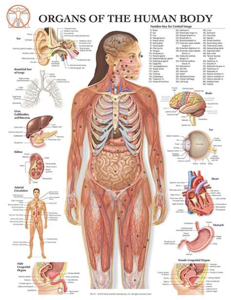 Diagram Internal Organ Female Anatomy Female Internal Organ Diagram