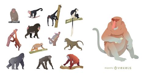 Monkey Species Illustration Set Vector Download