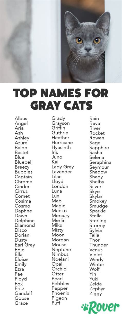 names for cats male cat meme stock pictures and photos