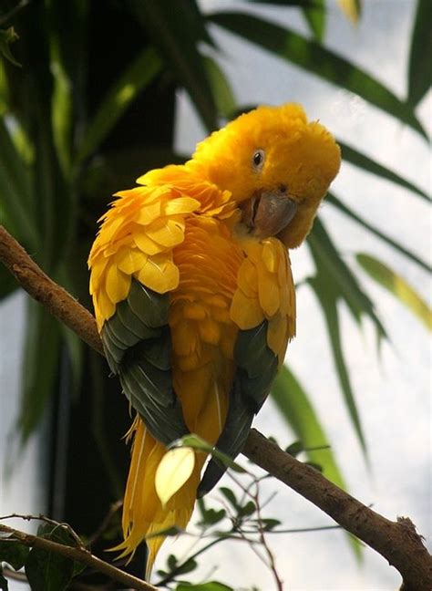 Golden Conure World Parrot Trust