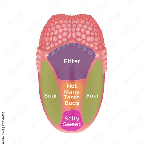 Taste Map Of The Tongue With Its Four Taste Areas Bitter Sour Sweet