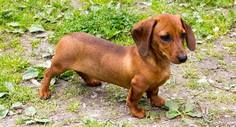Teacup Dachshund Everything You Need To Know About This Tiny Pup