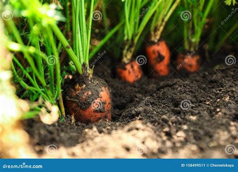 Ripe Carrots Growing In Soil Organic Farming Stock Image Image Of